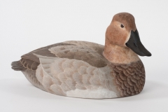 Canvasback Hen by L. Ruby